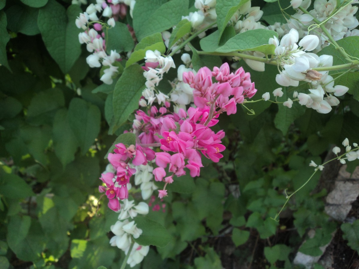 Antigonon leptopus Hook. & Arn.